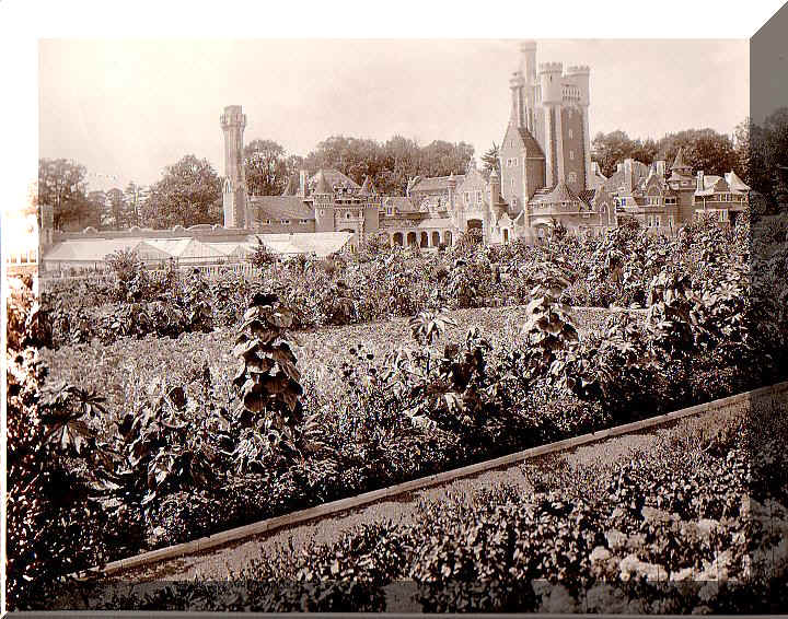 Chrysanthemums grown for Sir Henry Pellatt at Casa Loma